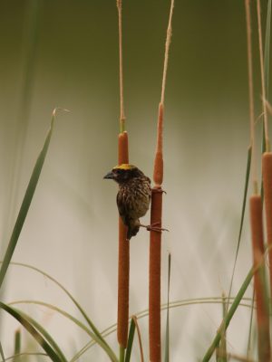 Birding in lakes IMG_6646