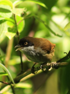 bird watching 2