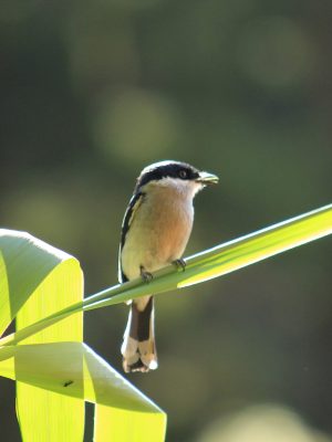 bird watching 3
