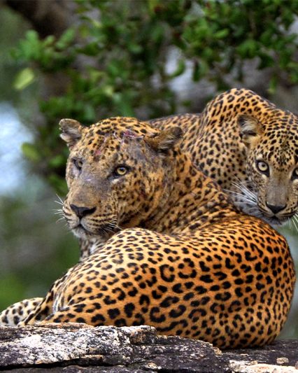 yalasafari